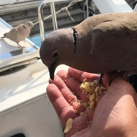 Insolite Dans Le Vieil Antibes
