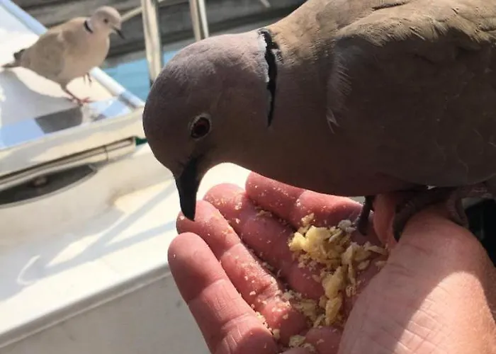 Insolite Dans Le Vieil Antibes